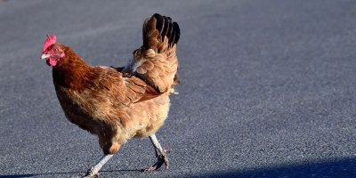 Chicken-crossing-the-road