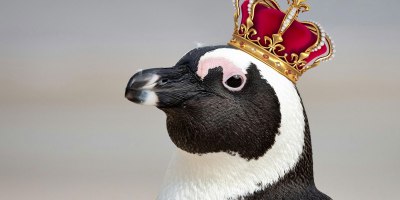 Emperor Penguin