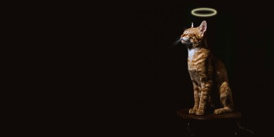 Lucifer the cat Memorial Day