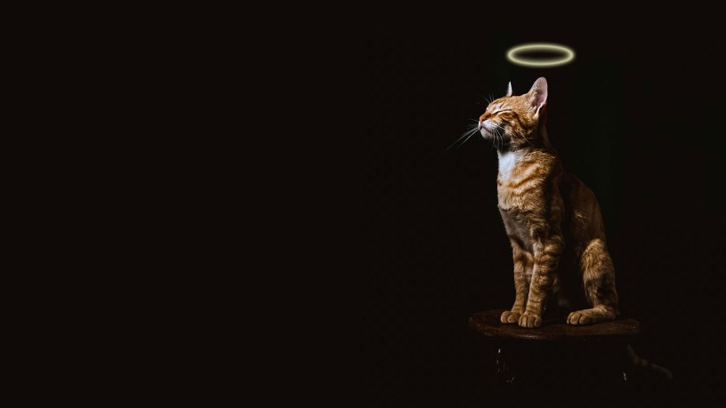 Lucifer the cat Memorial Day