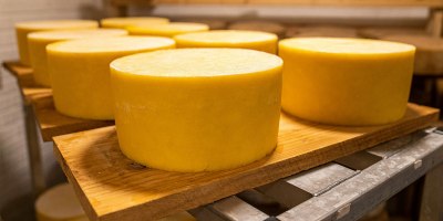 A big wheel of cheese