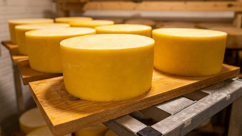 A big wheel of cheese