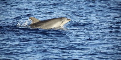 Dolphin