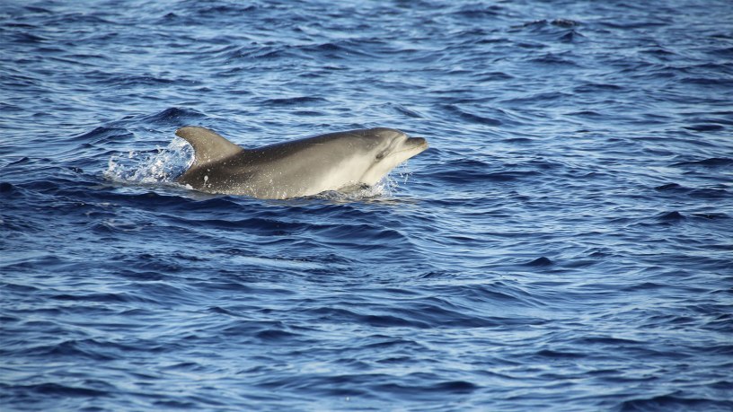 Dolphin