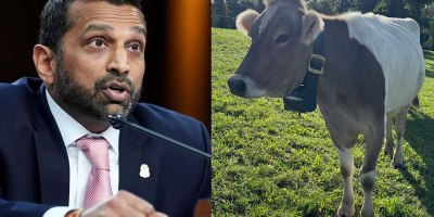 Kash Cow