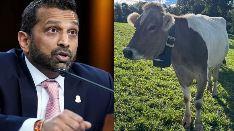 Kash Cow